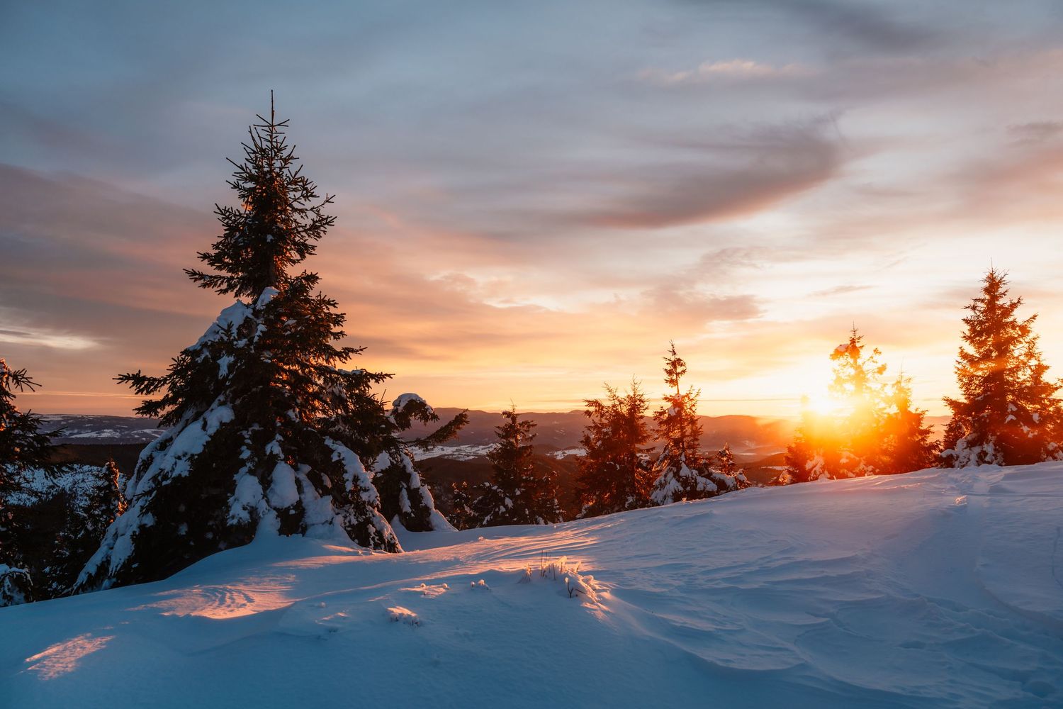 Snow-covered pine trees glowing in a vibrant winter sunset with golden light on the horizon.
