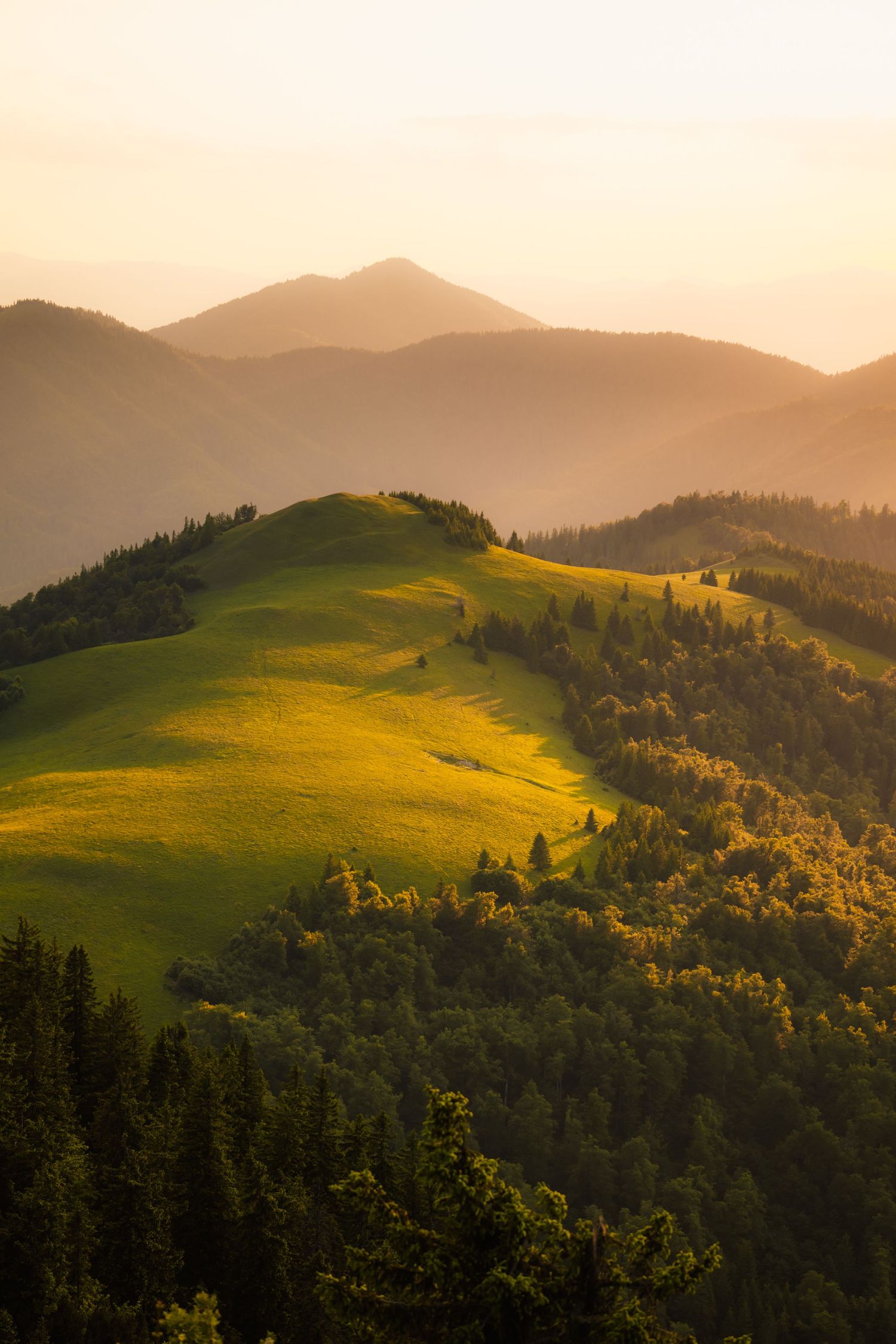 Golden sunset light illuminating green mountain meadows and forested hills in a scenic landscape.