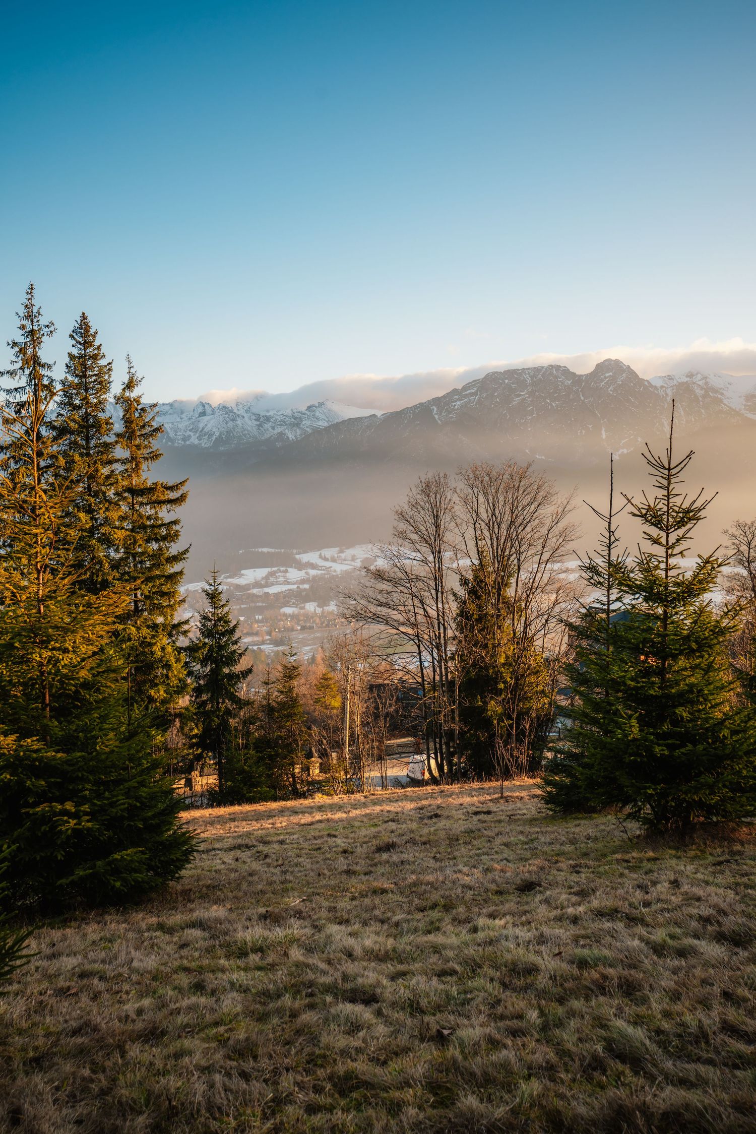 Panoramic winter valley view through pine trees with misty snow-capped mountains at sunrise.