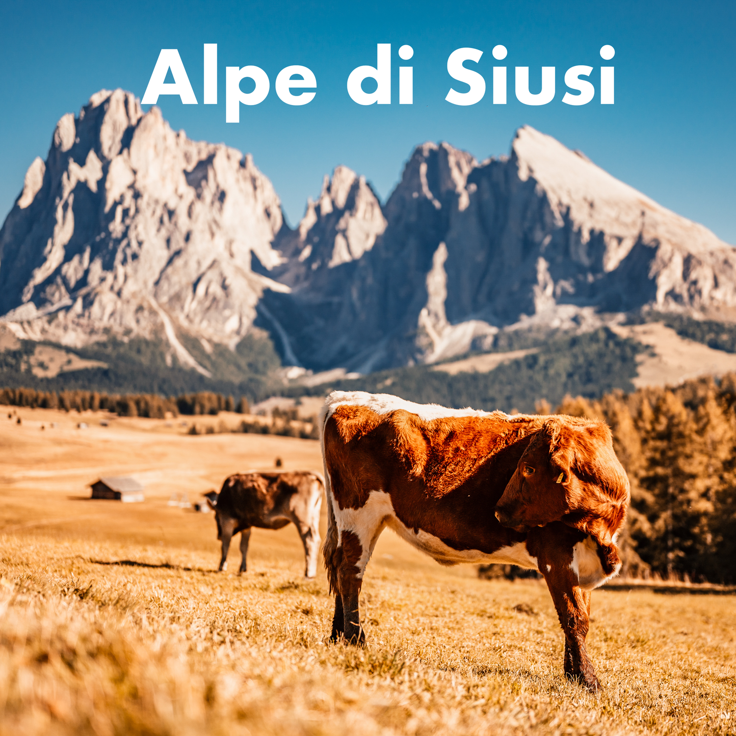 Brown and white cows grazing in a meadow with the Dolomites mountains at Alpe di Siusi, Italy.
