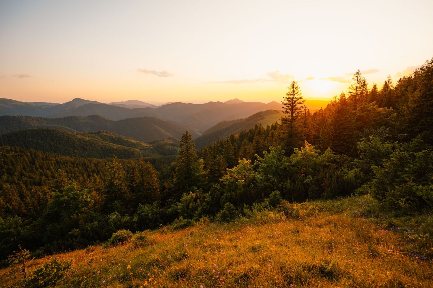 Warm golden sunset over a forested mountain valley with glowing trees and a grassy hillside.