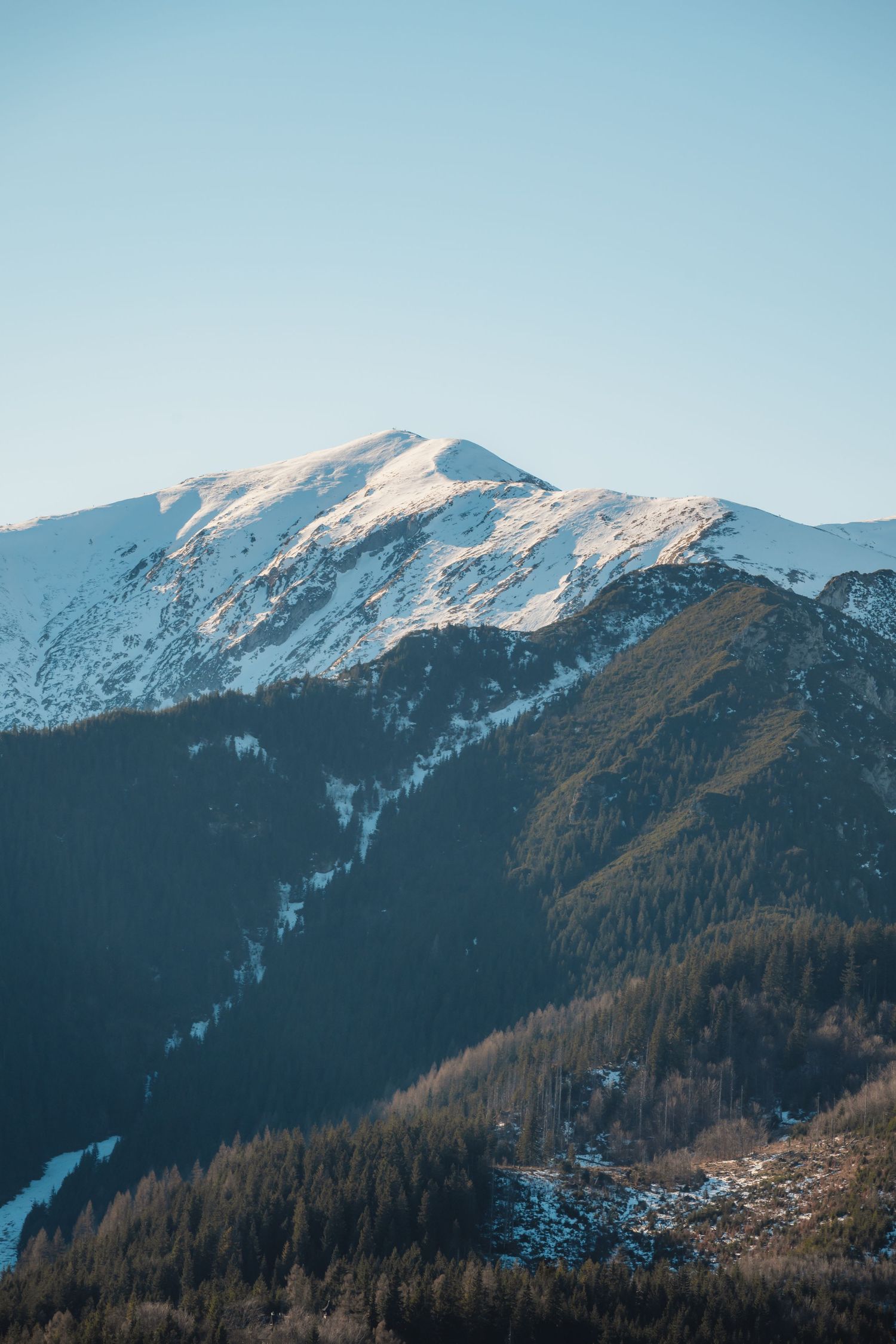 Snow-capped mountain peak rising above dense pine forest under clear blue winter sky.