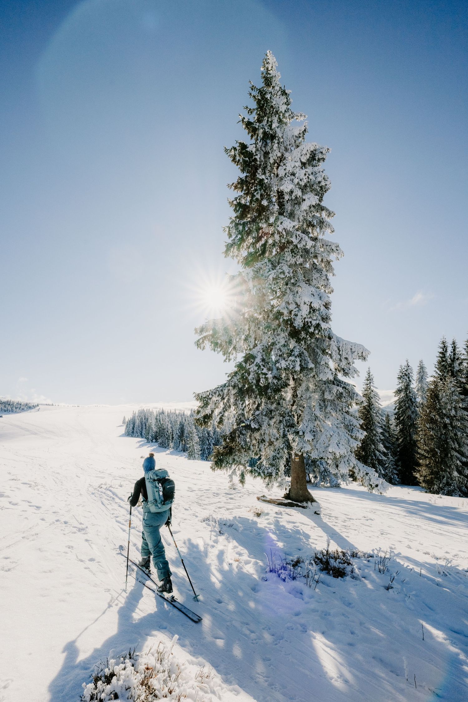 A lone skier ascends a snowy mountain slope beside a tall snow-covered pine tree on a sunny winter day.