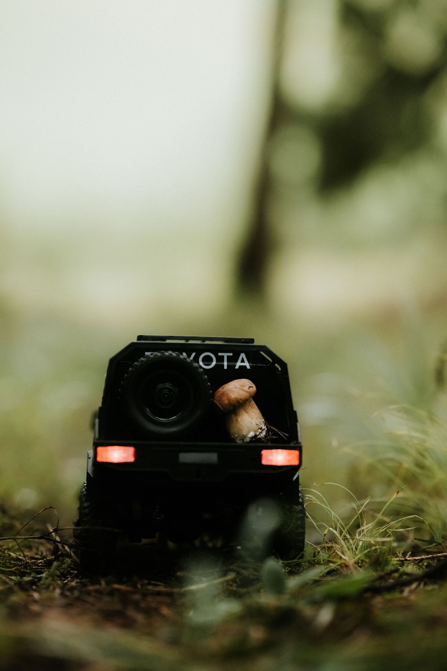 Close-up rear view of a Toyota toy car with a mushroom in its spare tire in a forest.