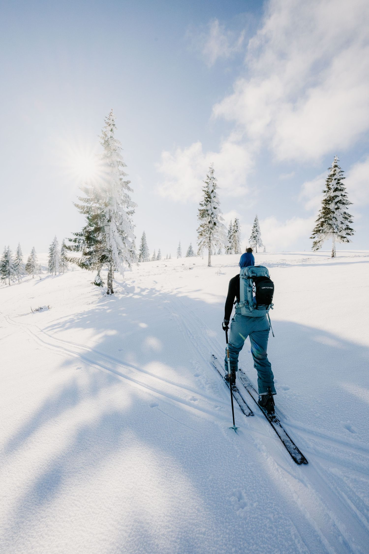A skier moves through deep snow among snow-dusted pine trees under a bright winter sun.