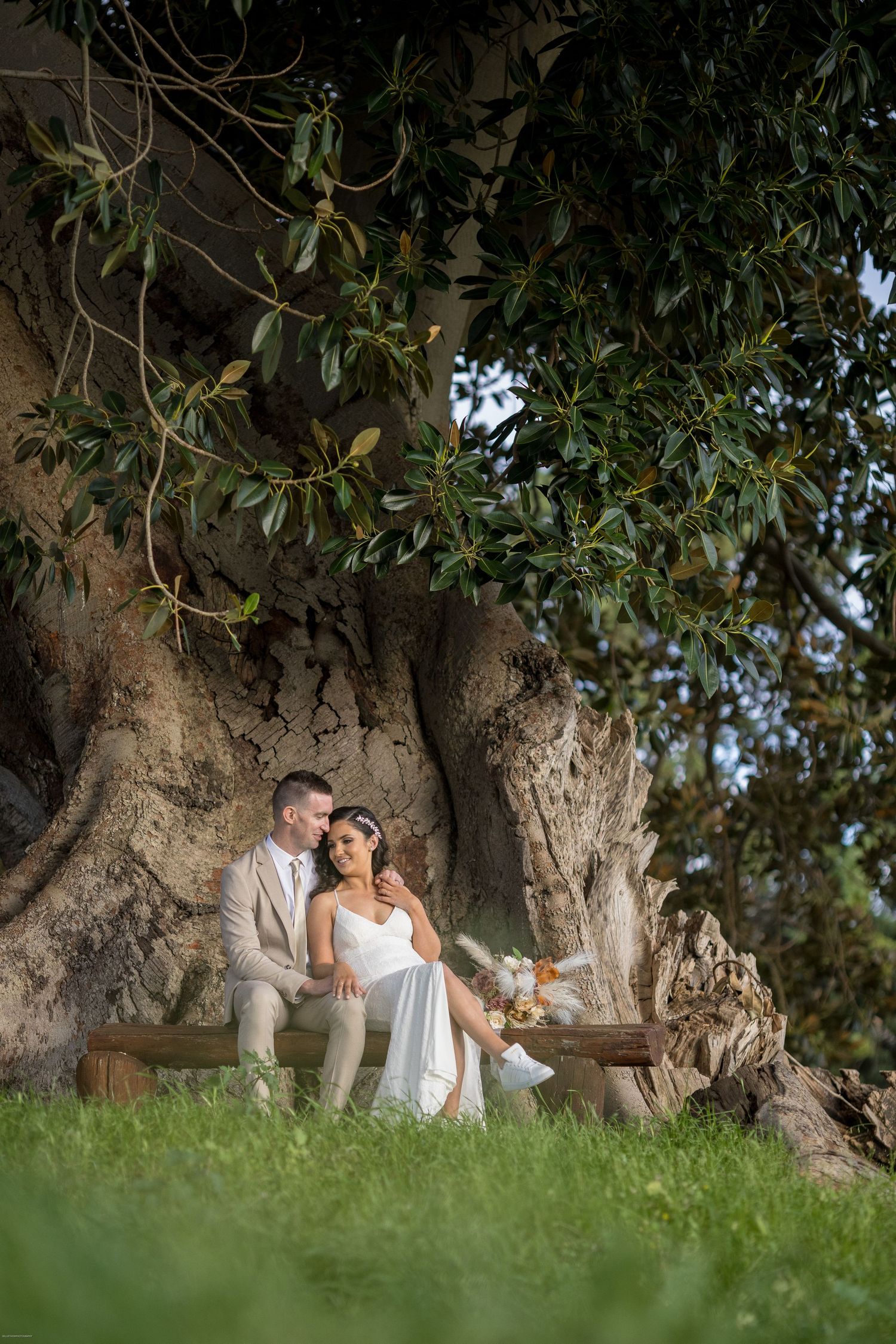 Bride and groom sit romantically beneath a massive ancient tree on wedding day.