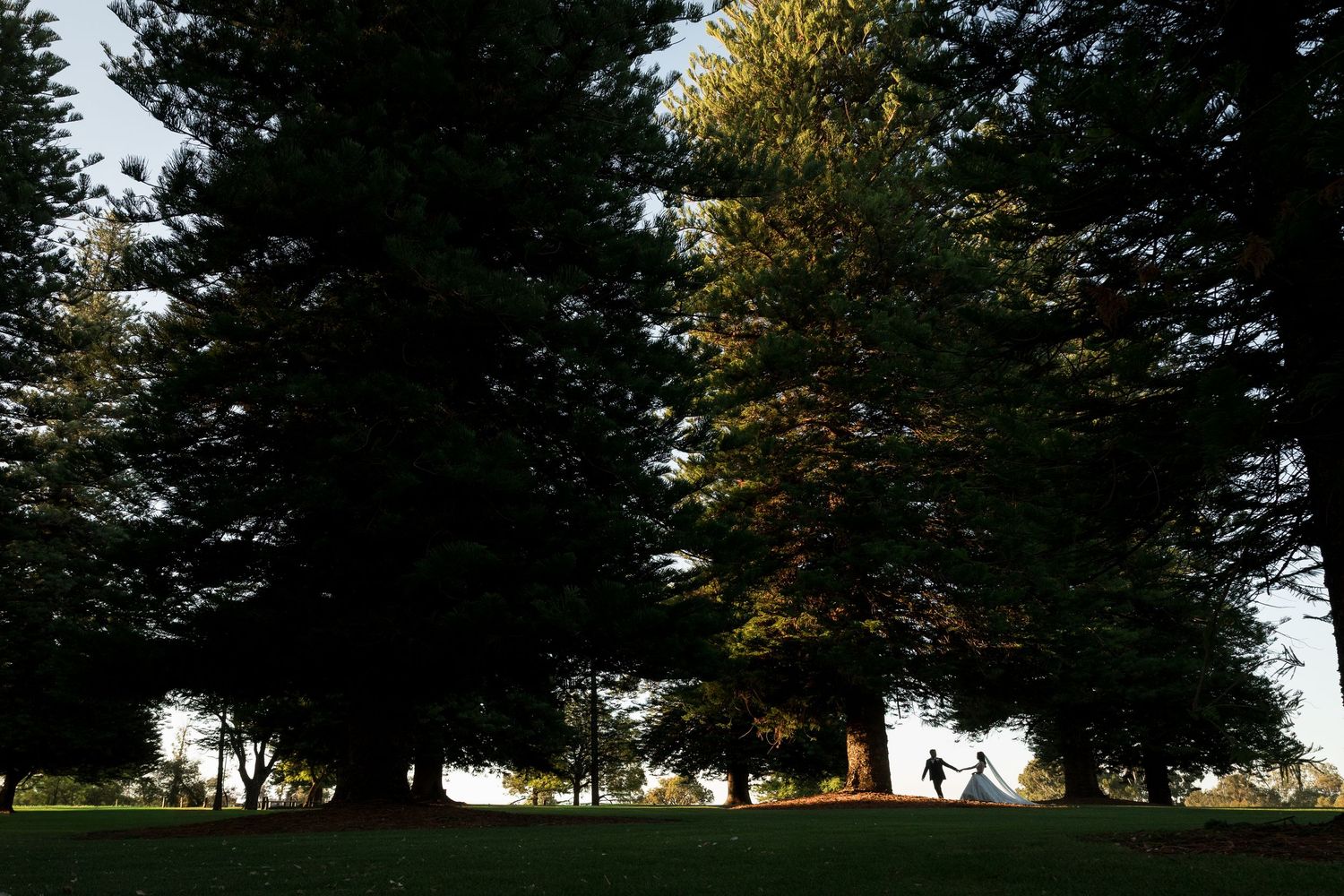 Silhouetted tall trees casting shadows over a lush green park lawn at golden hour.