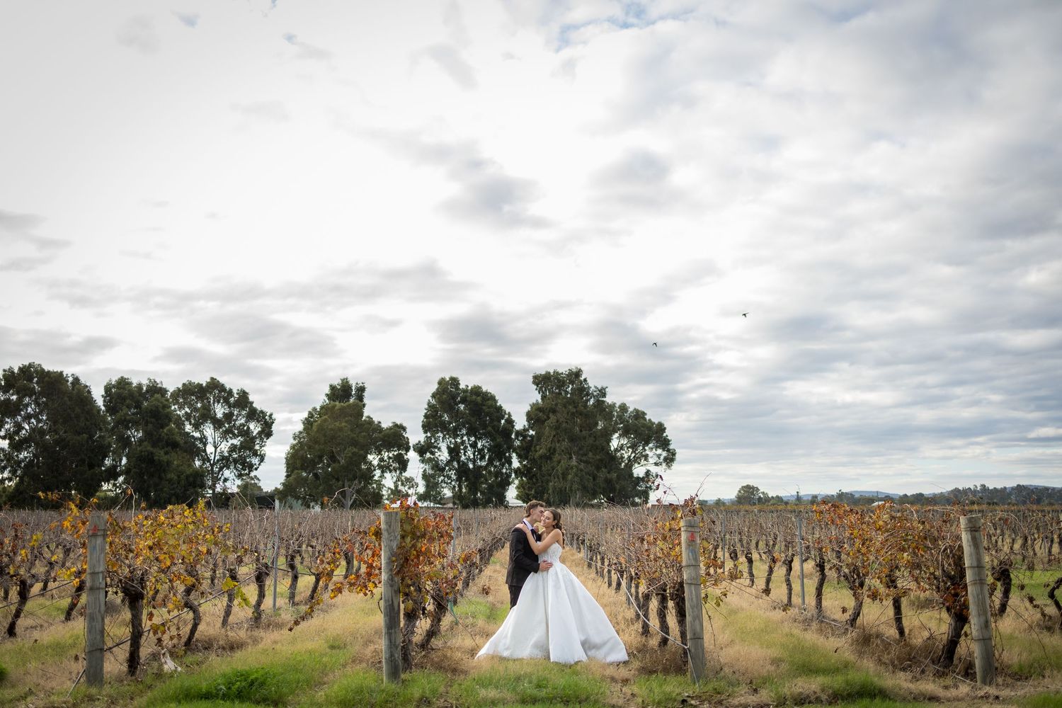 Bride and groom embracing in a vineyard with rows of vines and trees under a cloudy sky.