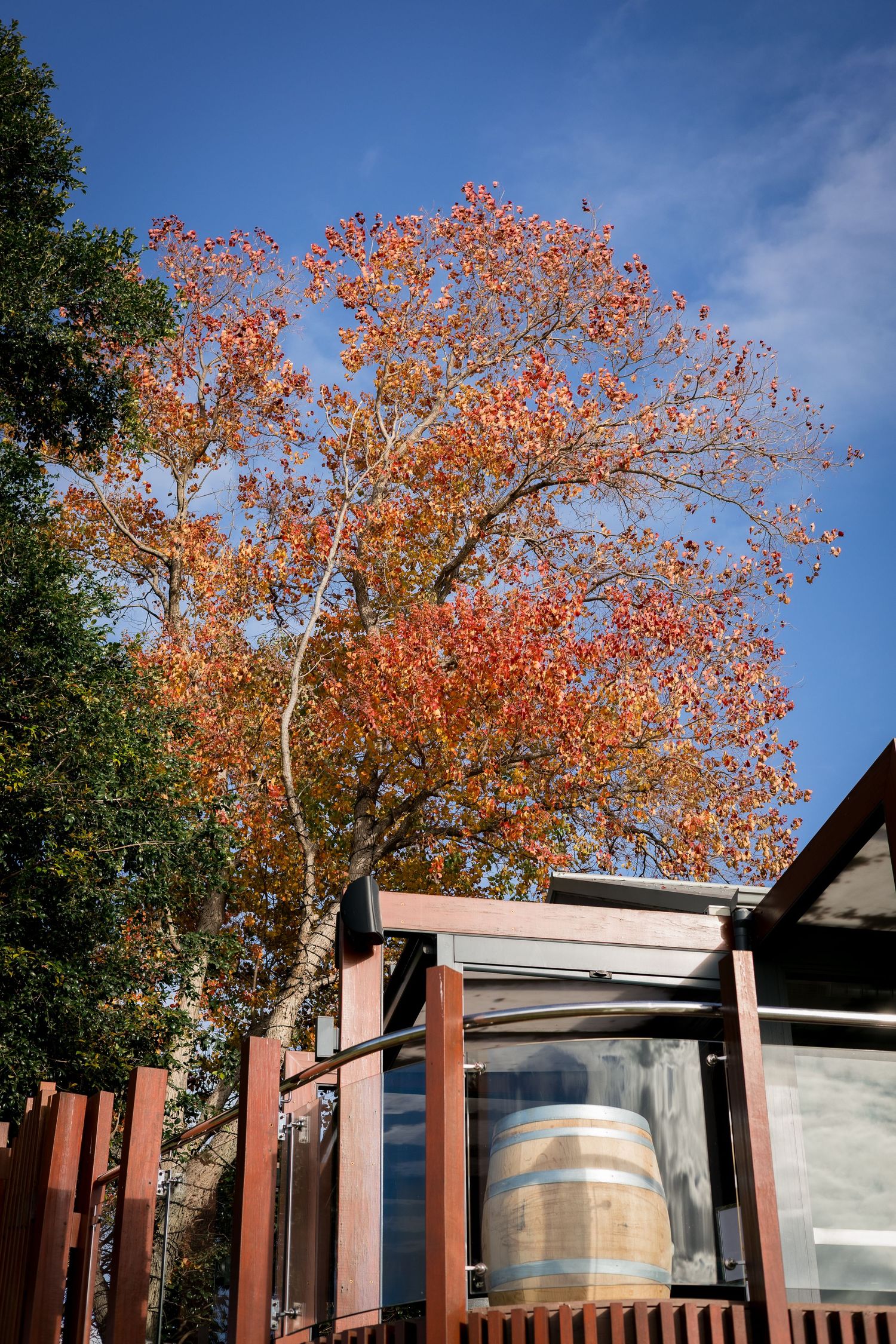 Autumn tree with vibrant orange leaves frames wine barrels in an outdoor setting.