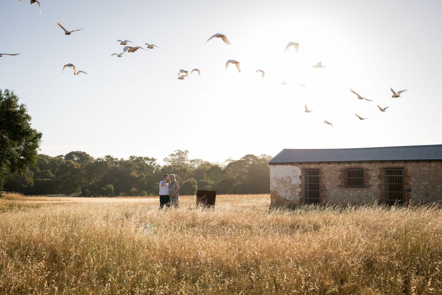 Birds fly overhead in a dreamy sky above a rustic countryside landscape.