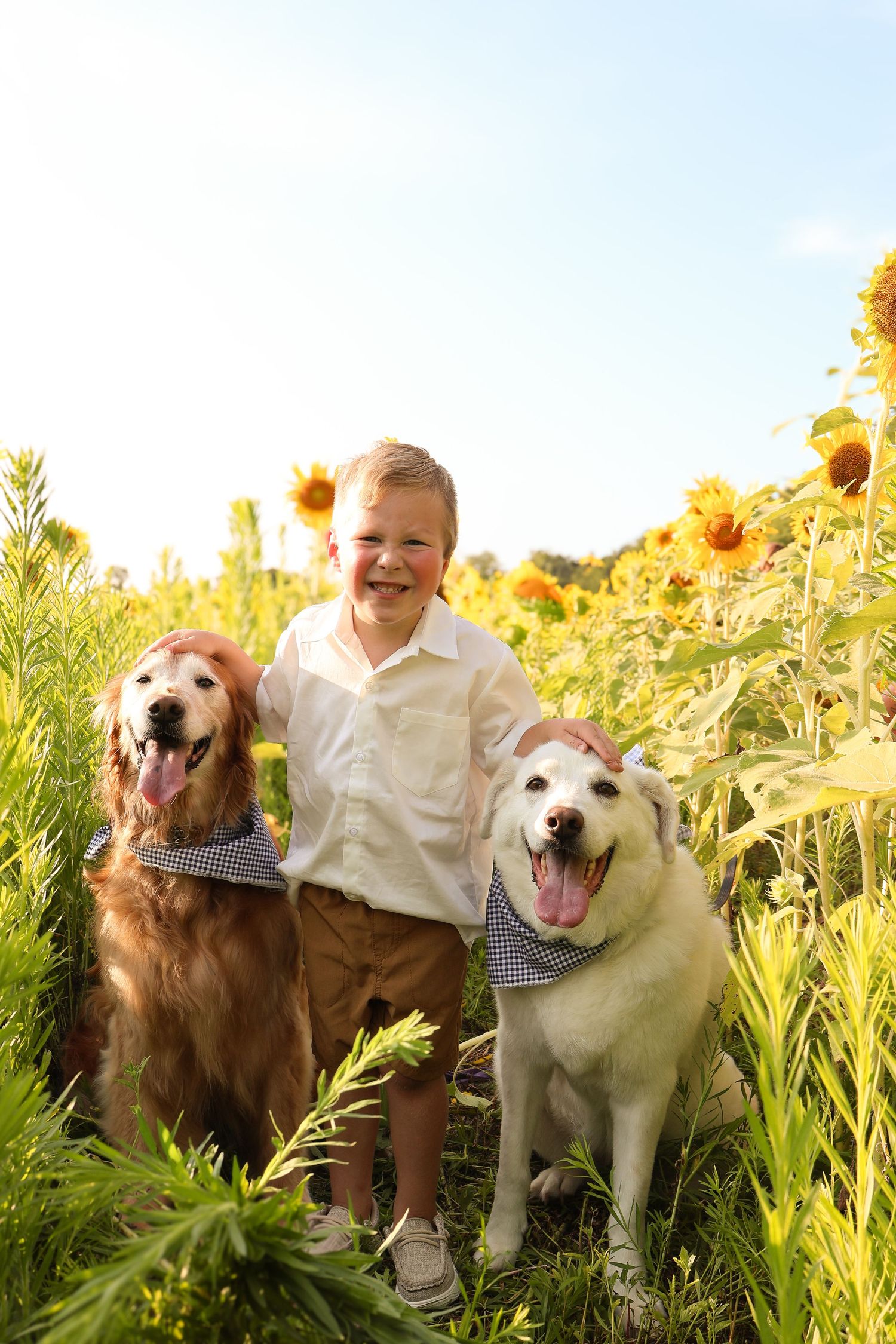 Child in white shirt poses with two happy dogs in sunflower field.