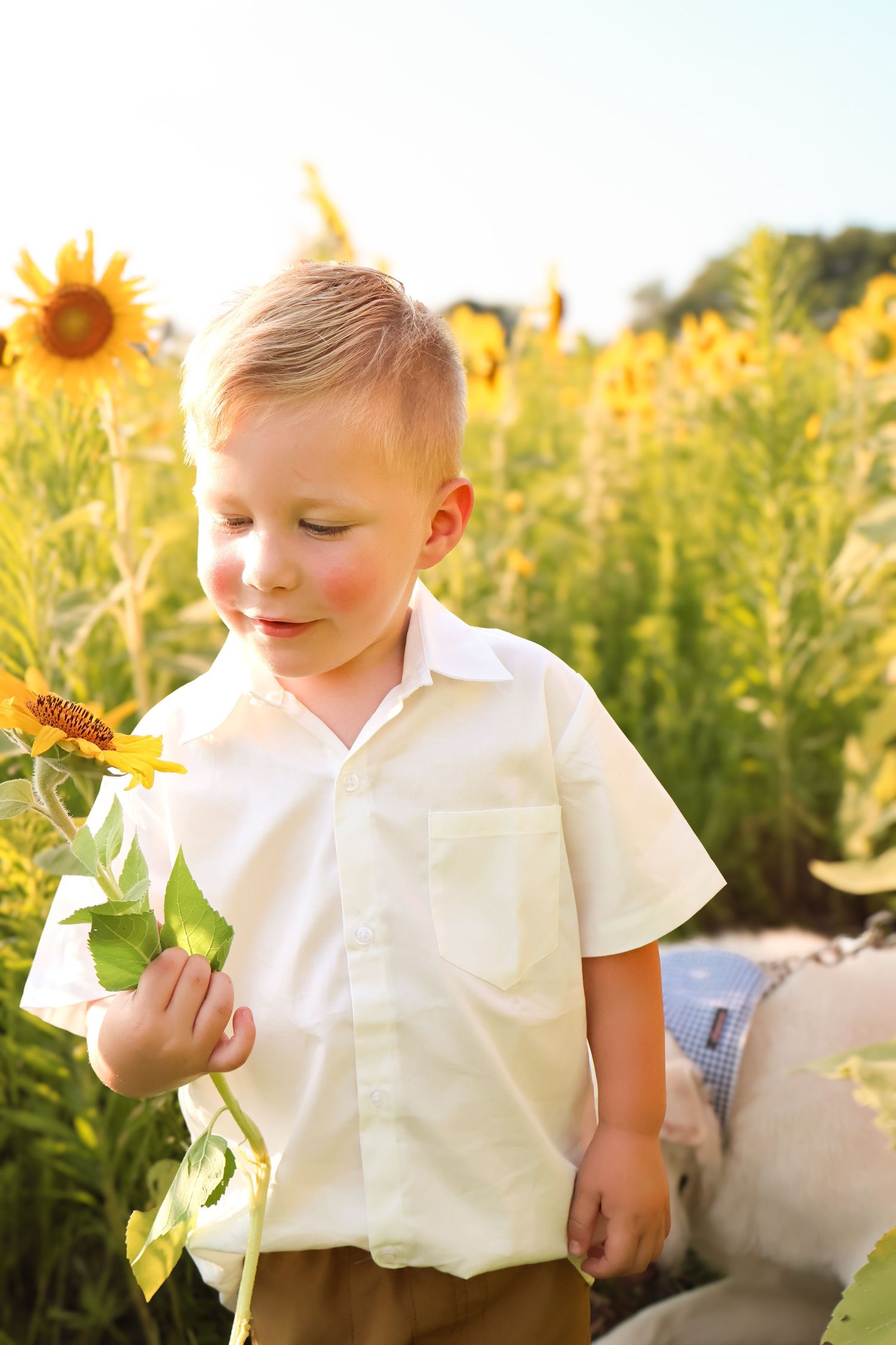 Young child in white shirt examining sunflower in golden sunflower field.