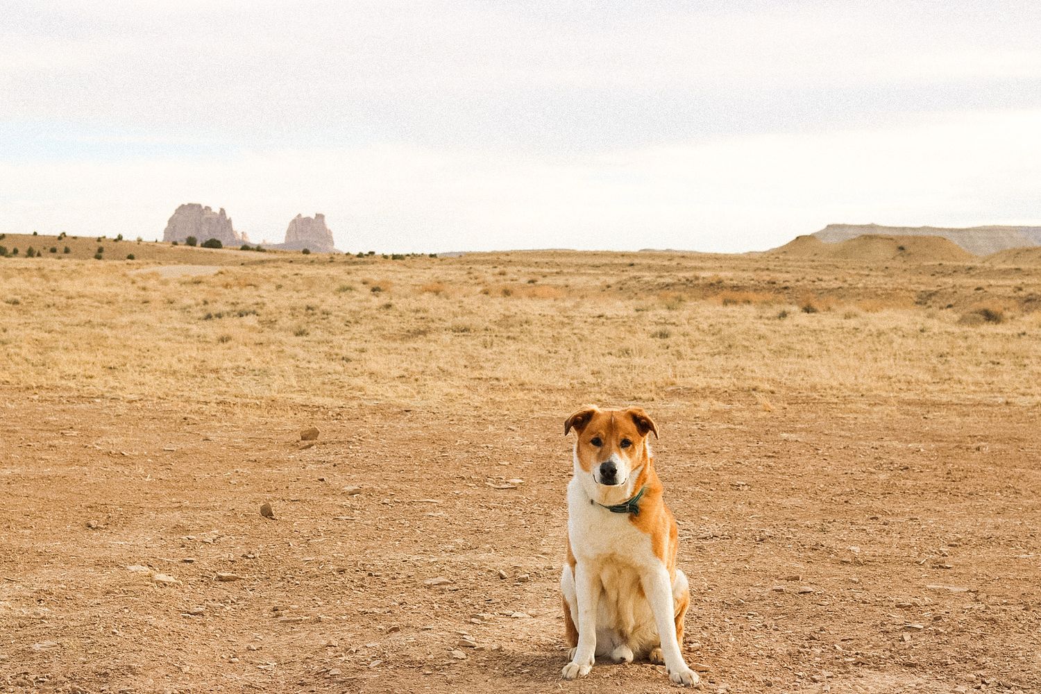 A brown and white dog sits in an open desert landscape with distant rock formations.