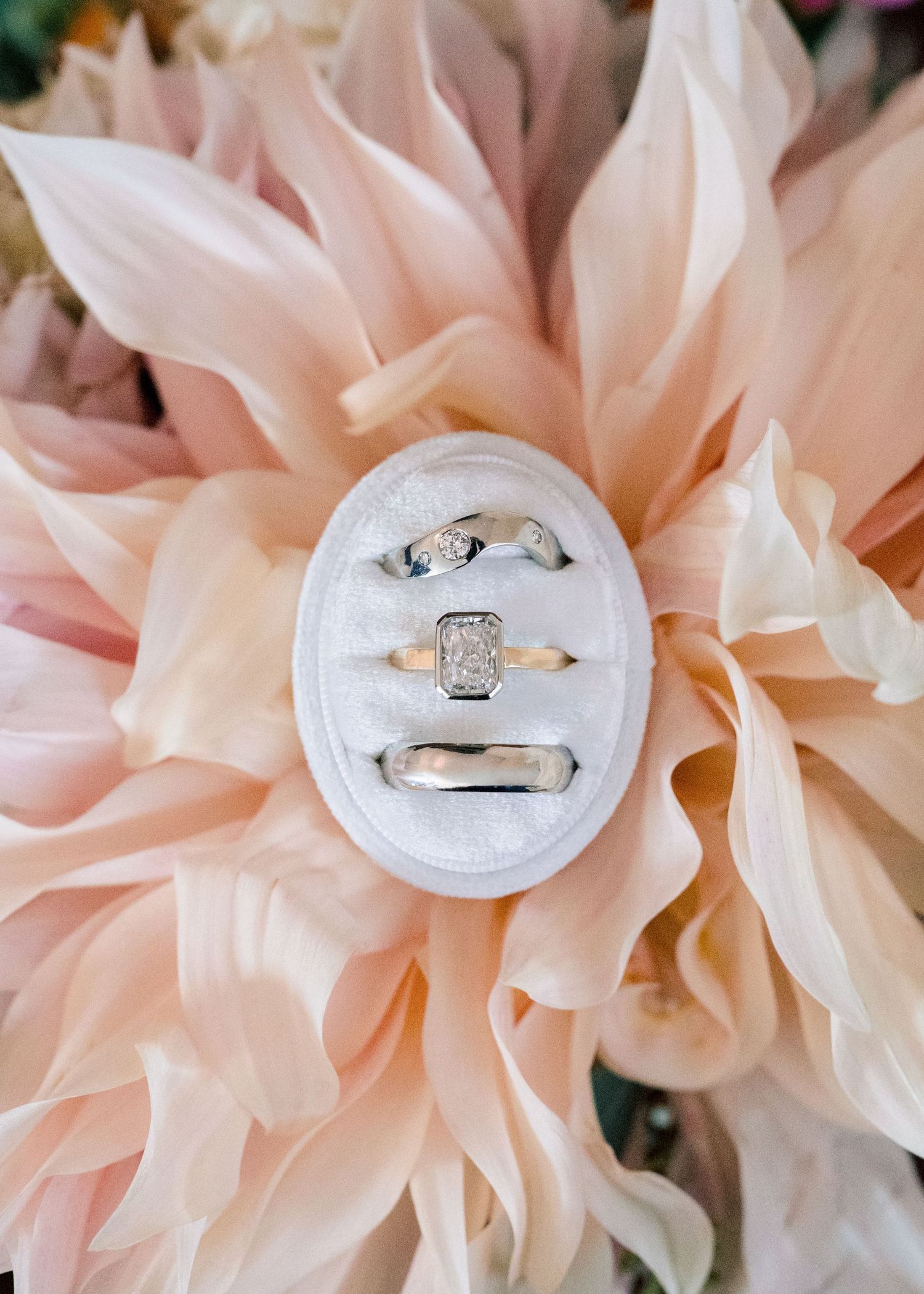 Three elegant diamond engagement rings nestled in soft pink dahlia flowers creating a romantic wedding detail shot.
