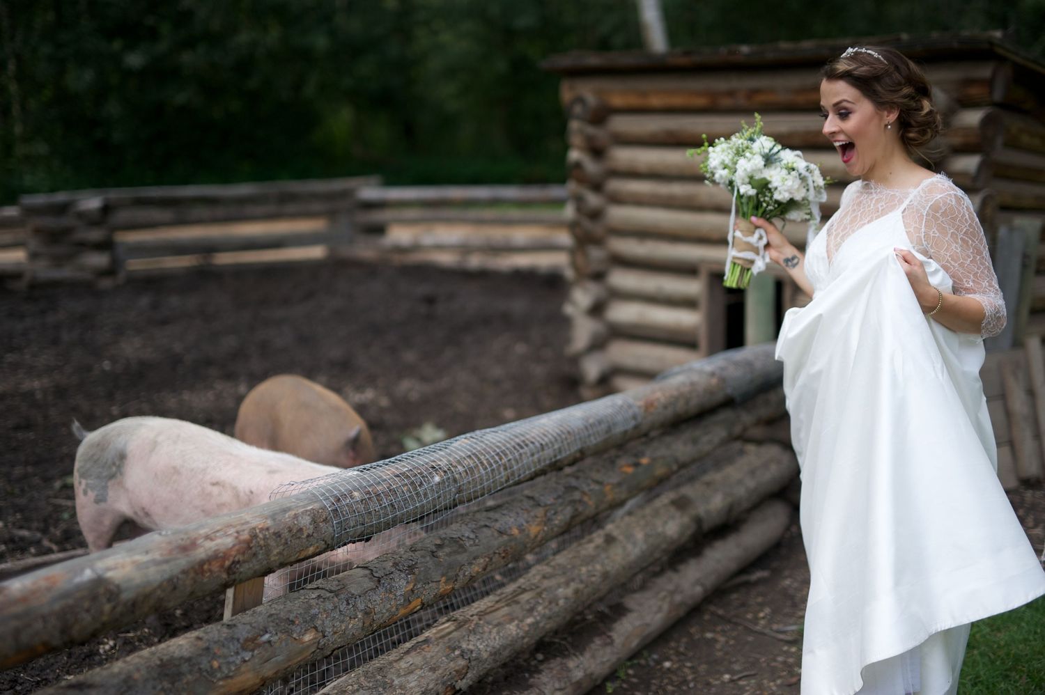 Bride lifts her dress and laughs while holding her bouquet near a pig pen, pigs visible behind a wooden fence.