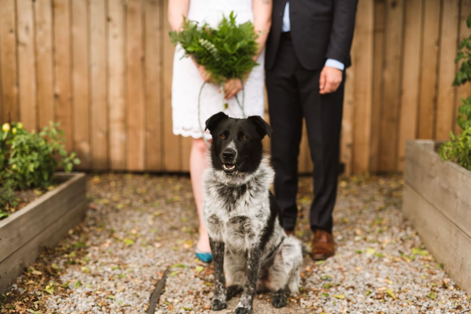 Backyard wedding photo with couple and their dog; bride holds bouquet above pup. Pet-friendly elopement inspiration.