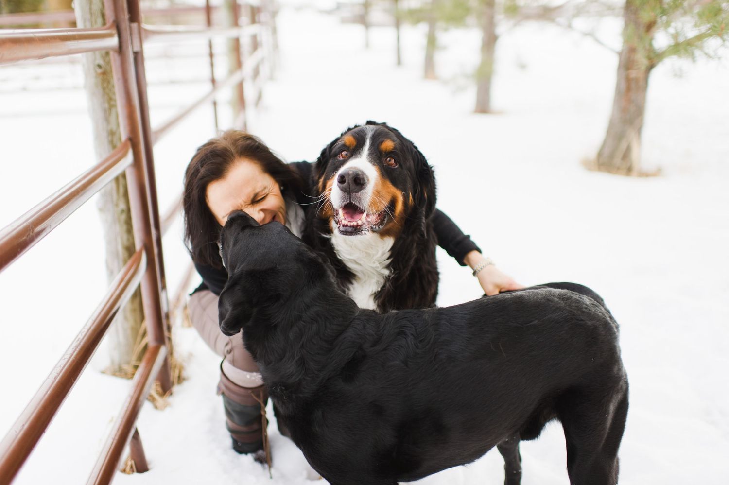 Woman kneeling in the snow, hugged by two large dogs, sharing kisses and cuddles.