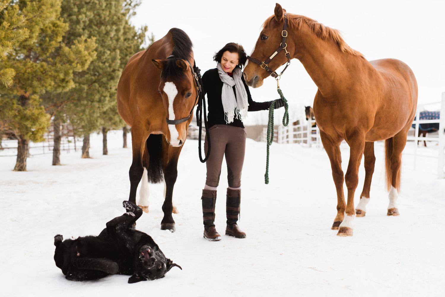 Woman standing between two horses in the snow as a black dog rolls on its back at her feet.