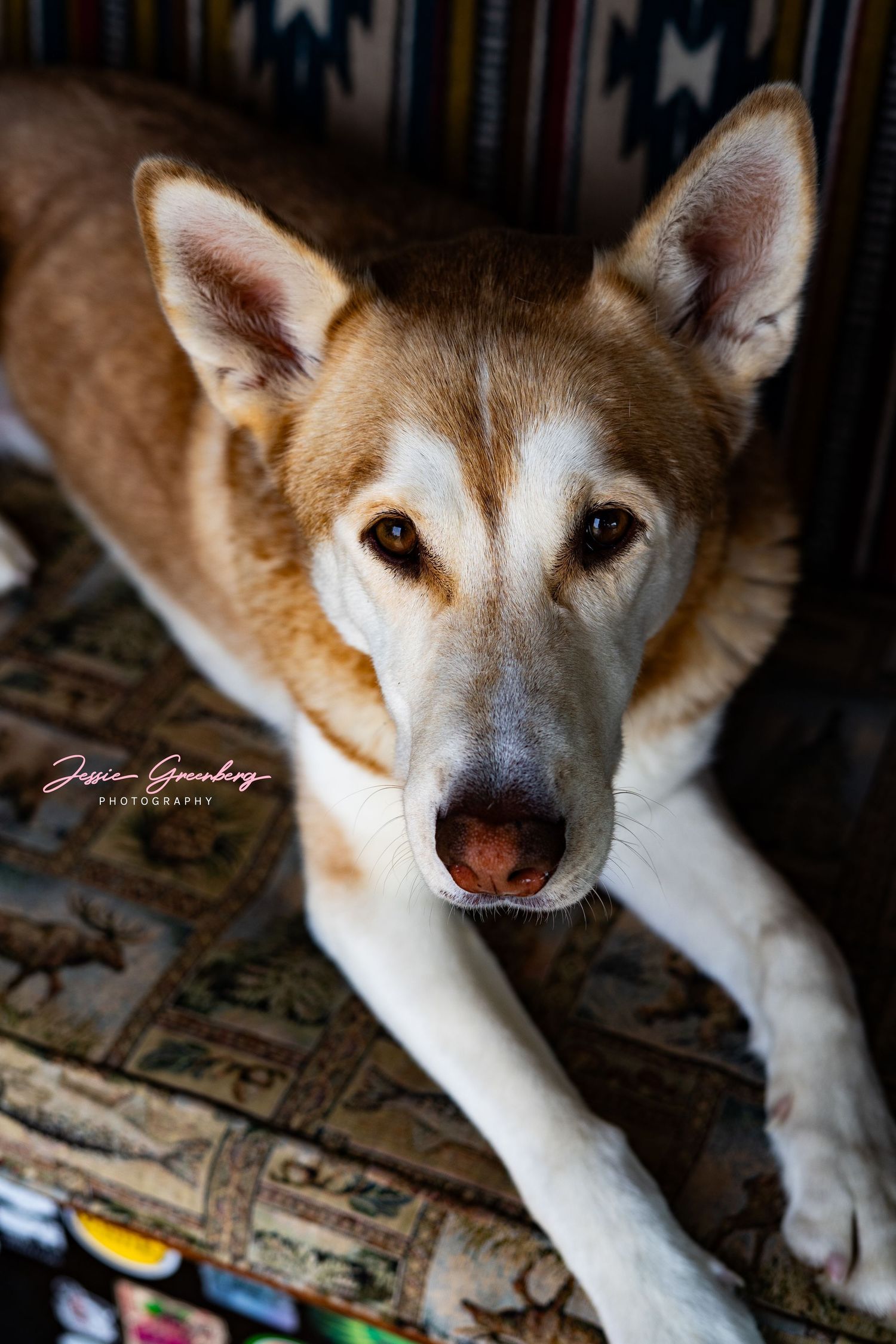 A golden and white Husky dog resting on a colorful patterned couch, gazing directly at the camera.