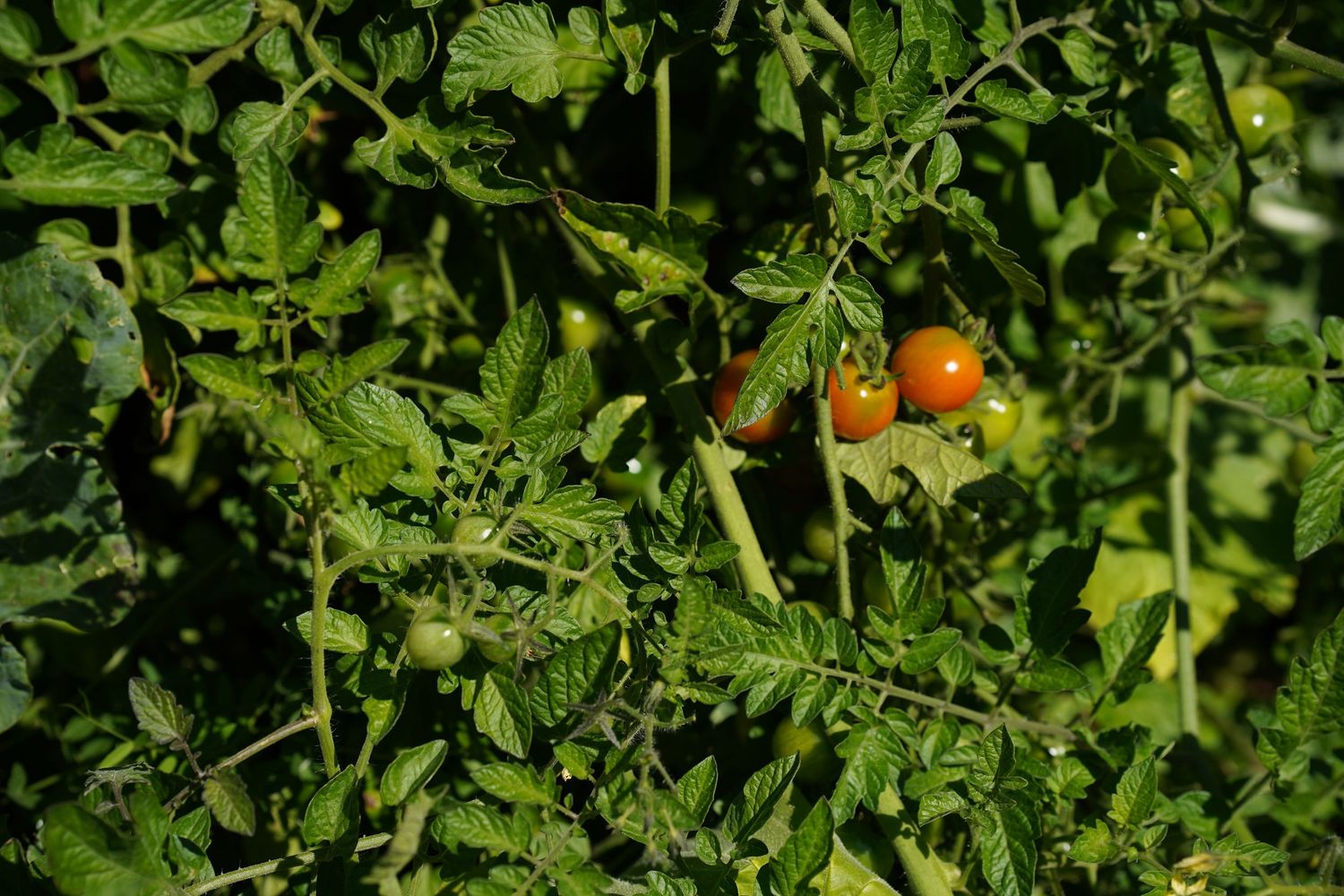 Cherry tomatoes ripening on the vine among lush green foliage in a garden setting.