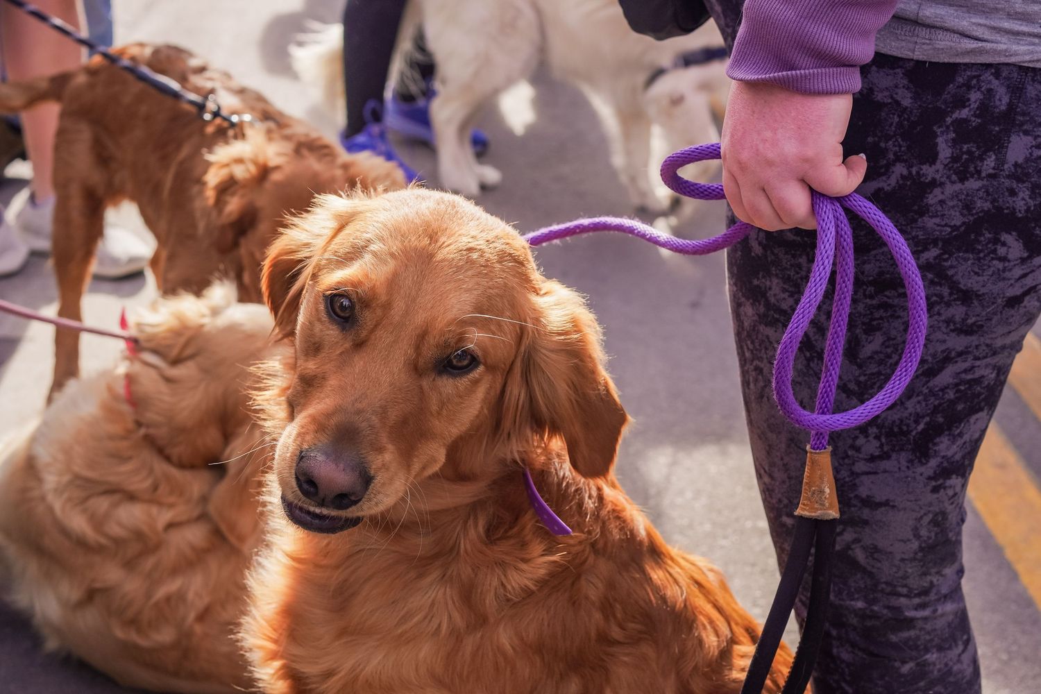 A golden retriever dog and orange cat snuggle together affectionately while sharing a purple leash outdoors.