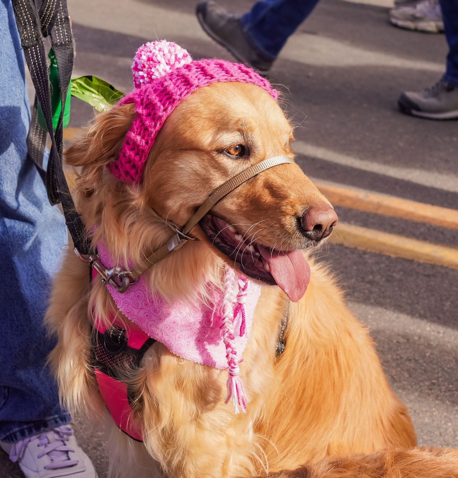 A small dog wearing a pink bow and collar walks outdoors on a sunny day.