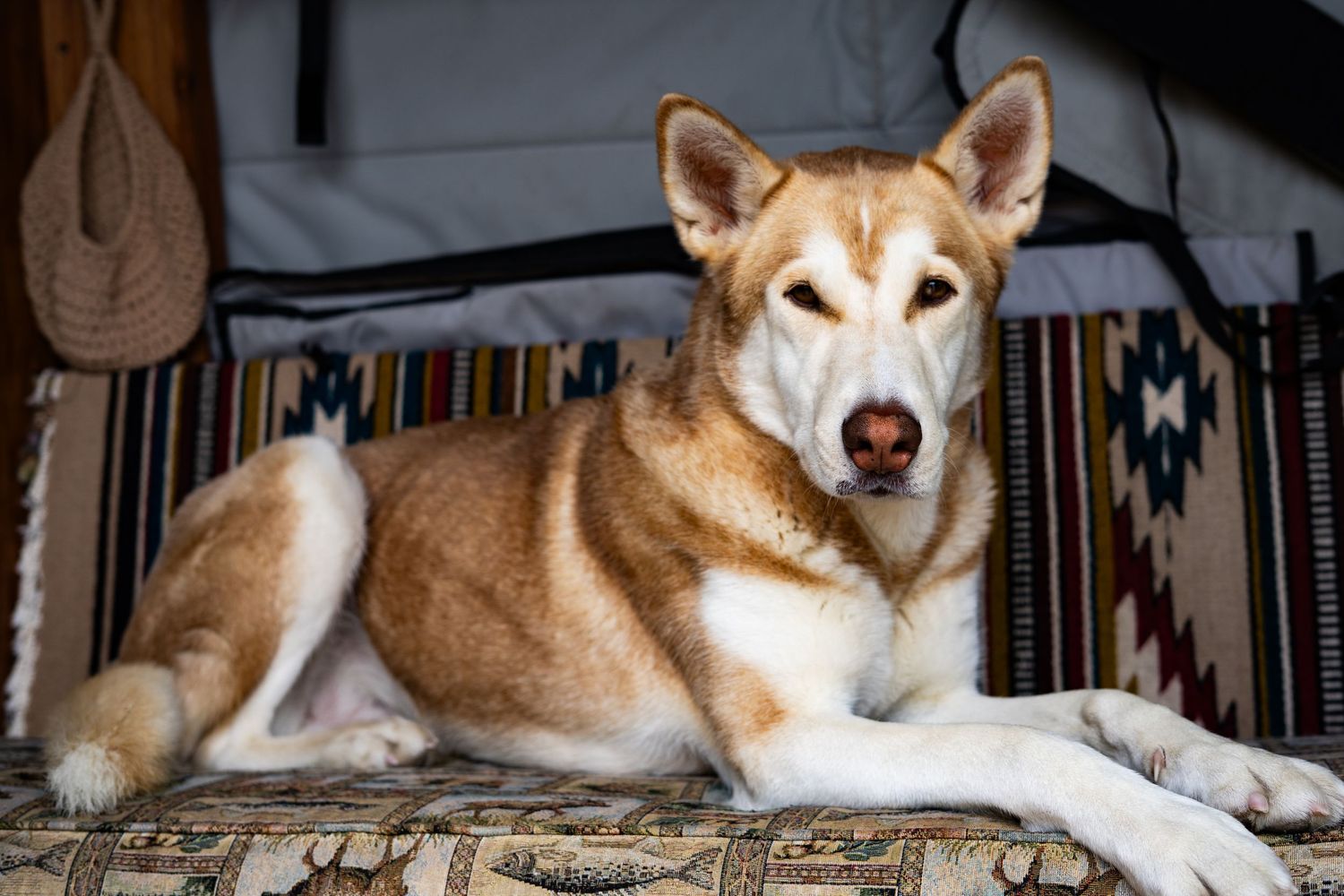 A golden and white Husky dog resting on a patterned rug inside a cozy tent or cabin.