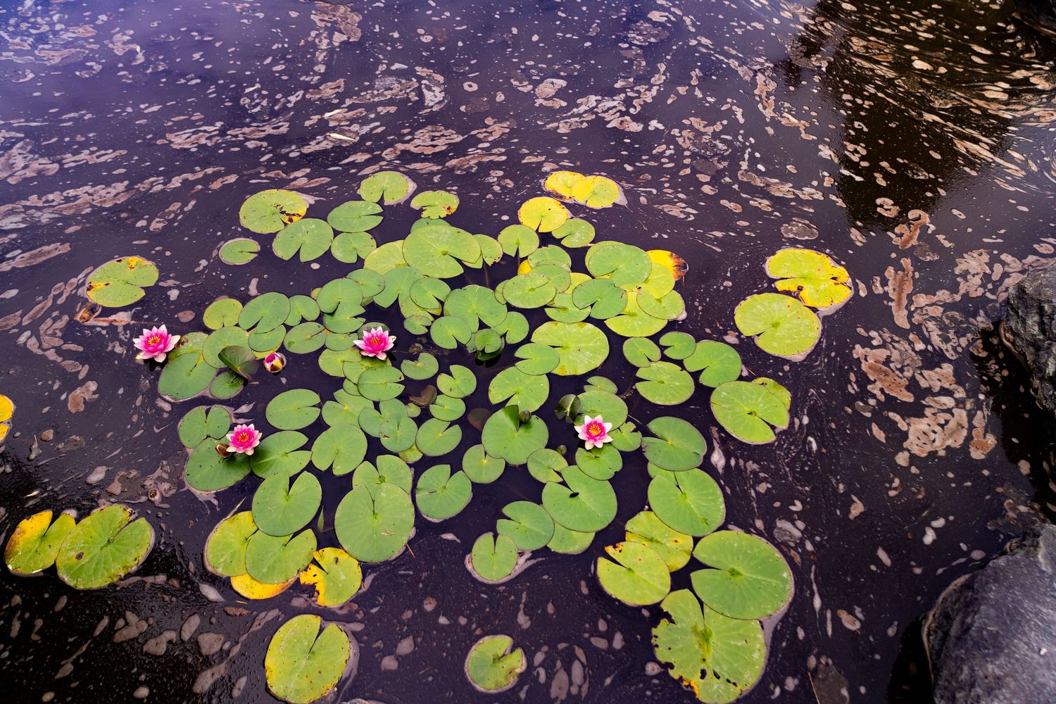 Vibrant green lily pads with pink water lilies floating on a dark reflective pond surface.