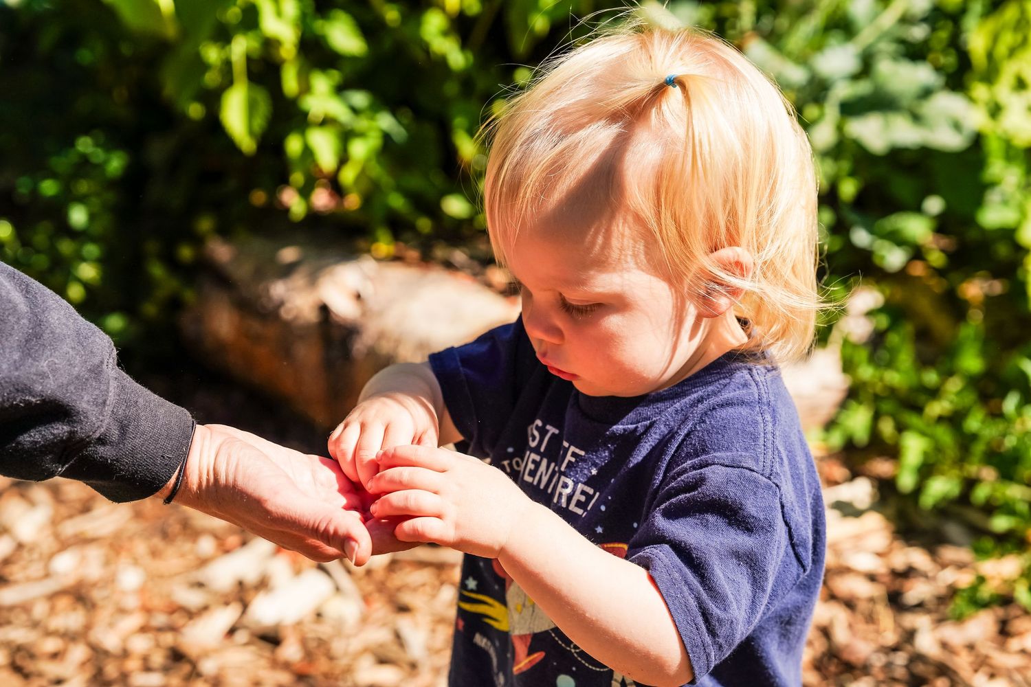 Blonde toddler in navy shirt carefully examining a small red object handed by an adult outdoors.