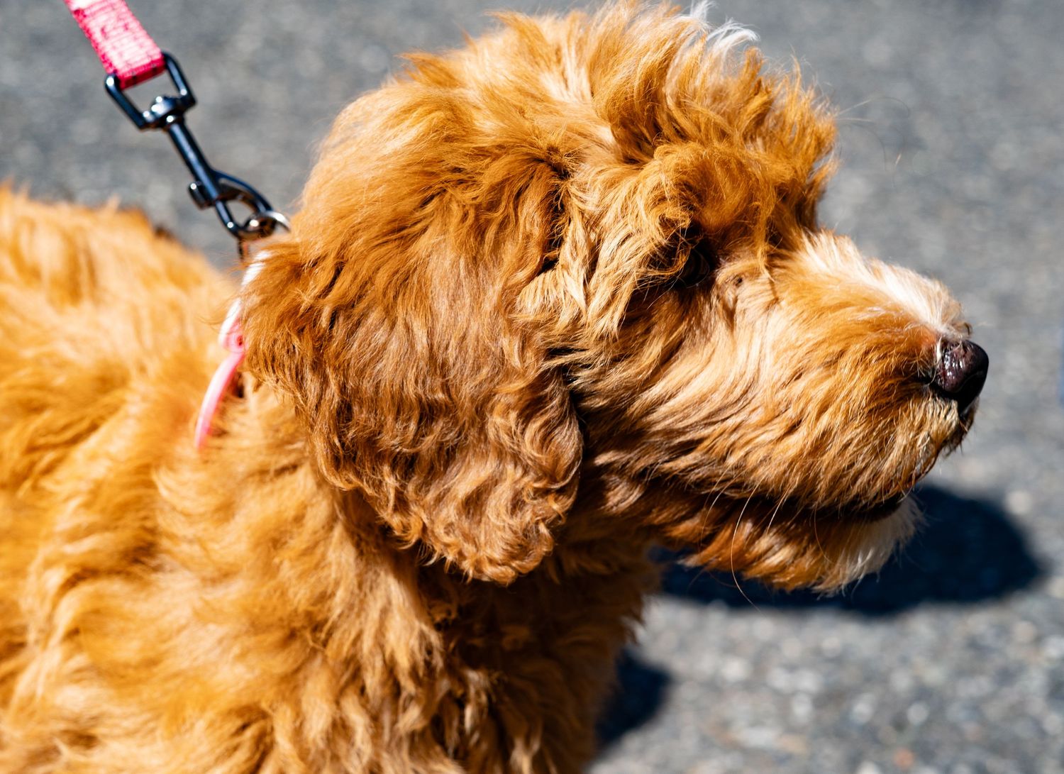 Fluffy golden Cavapoo dog on a red leash outdoors on a sunny day.