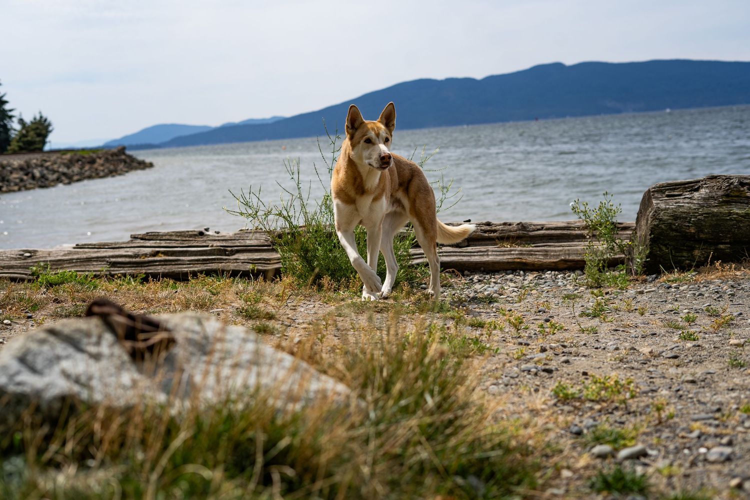 A tan dog stands alert on a rocky beach shoreline with driftwood, green grass, and mountain lake views.