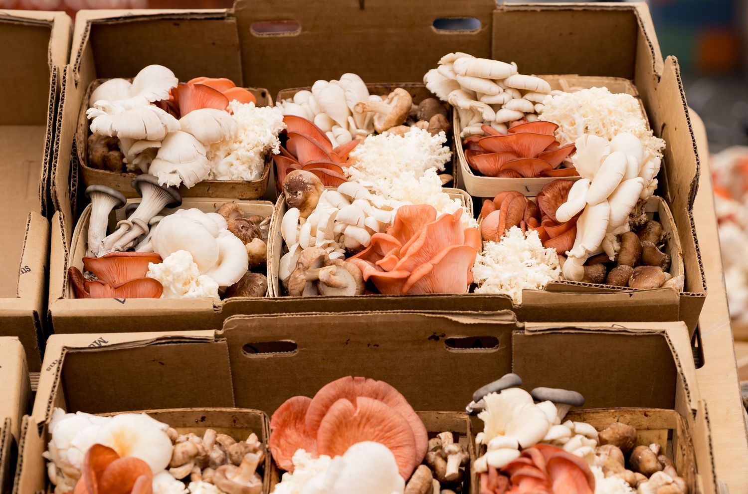 Assorted fresh exotic mushrooms displayed in cardboard boxes at a market, featuring oyster and shiitake varieties.