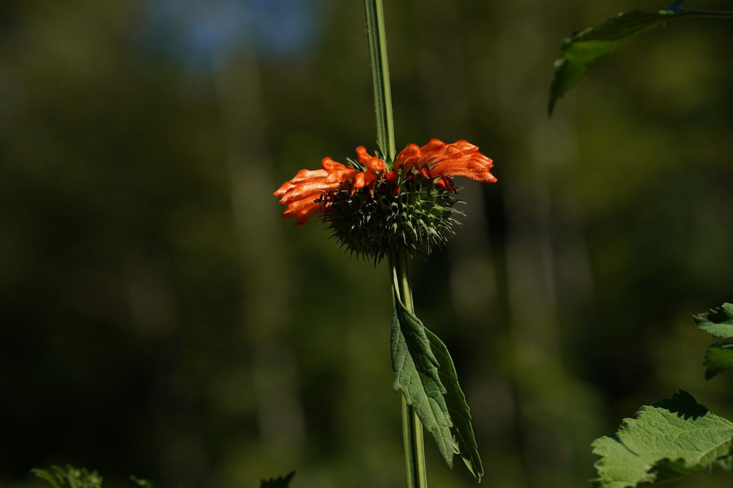 A vibrant orange coneflower blooms against a lush green forest backdrop in natural sunlight.