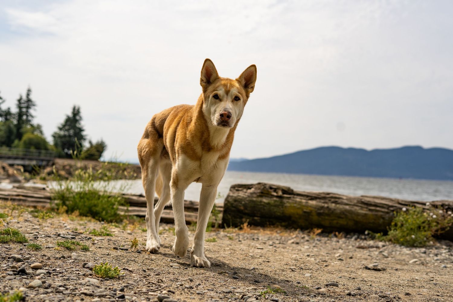 A golden-red dog stands on a rocky beach with driftwood logs, water, and mountain views in the background.