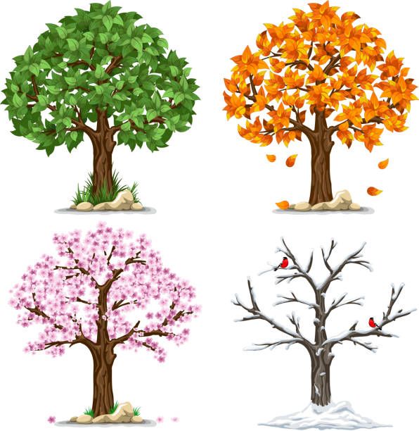 A set of twelve trees showing seasonal changes with green leaves, orange autumn foliage, pink blossoms, and bare winter branches.