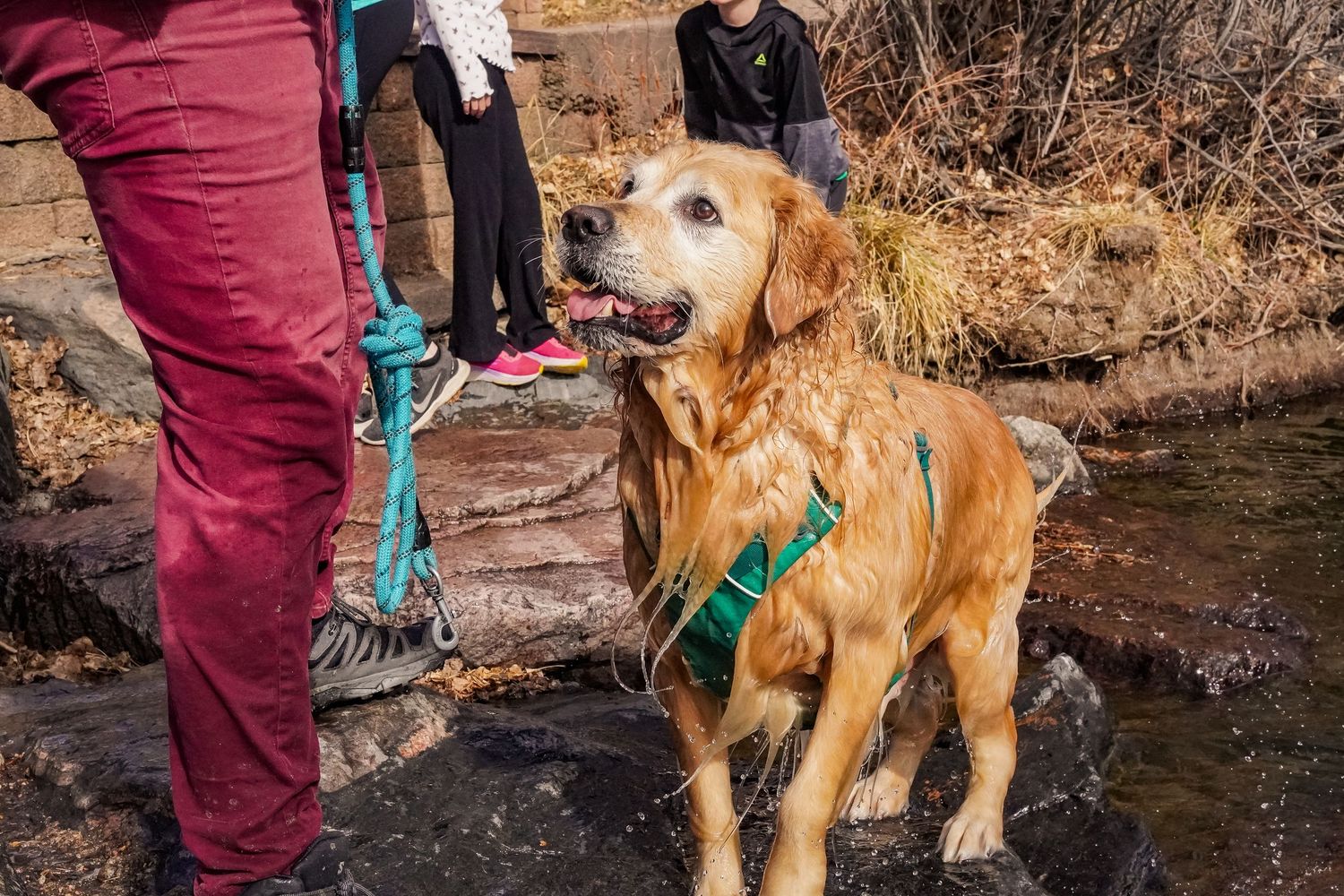 Golden retriever dog shakes off water while playing in a stream with its owner on a sunny day.