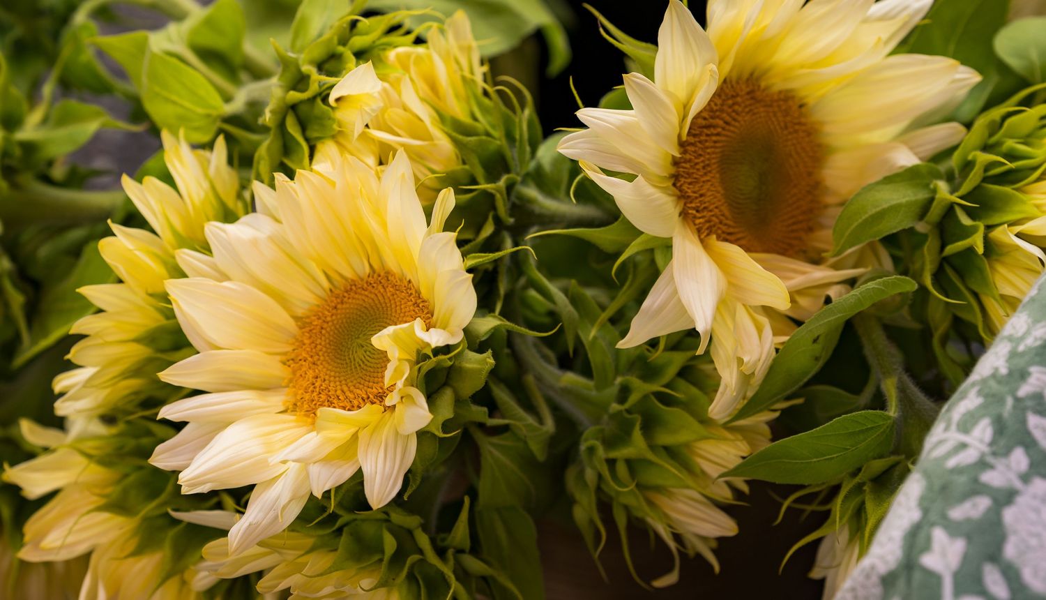 Close-up of two pale yellow sunflowers with green leaves in a fresh floral arrangement.