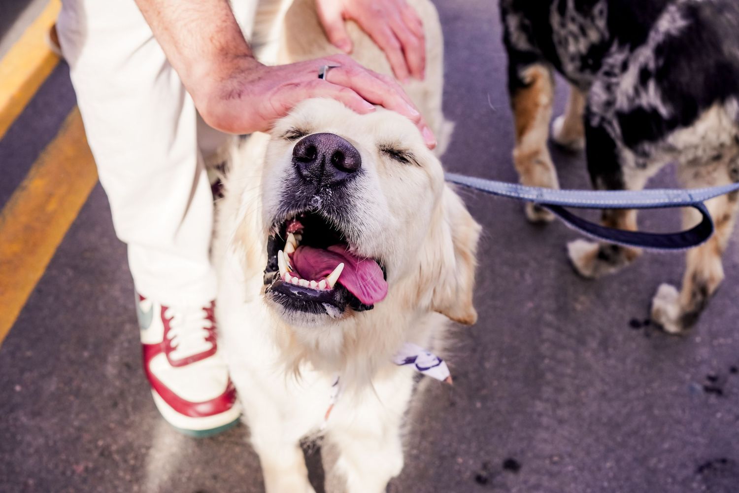 A sequence of close-up shots showing a white dog with a pink tongue and black nose at different angles.