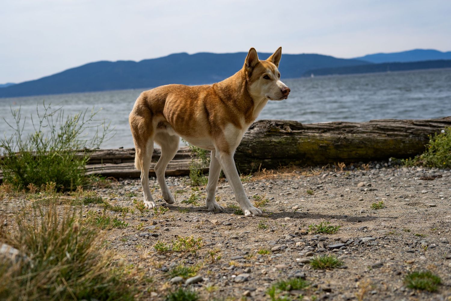 A golden dingo stands on a rocky shoreline with calm water and mountain views in the background.