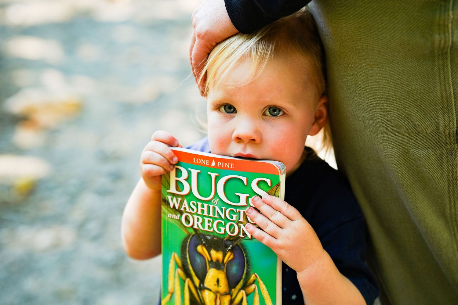 Toddler holding a Bugs of Washington and Oregon field guide book while standing next to an adult outdoors.