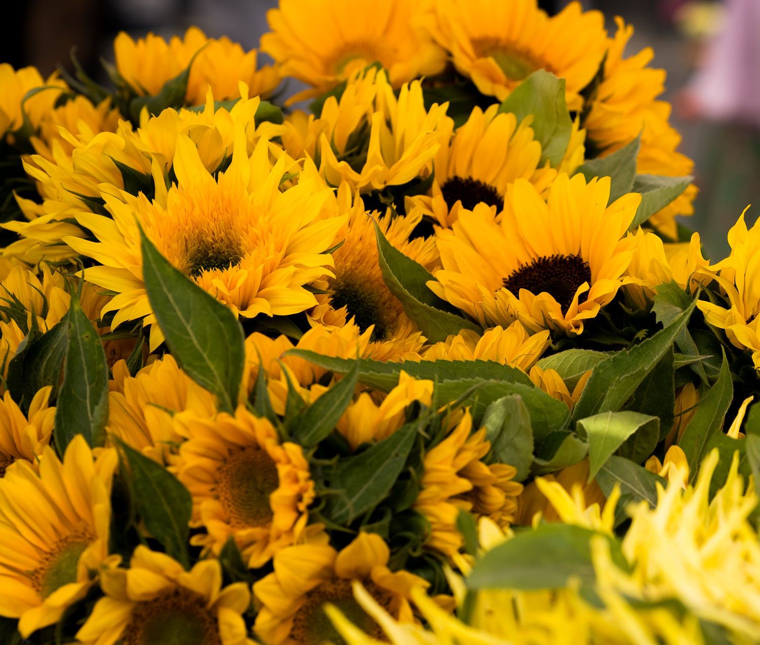 Bright yellow sunflowers with dark centers and green leaves arranged in a vibrant bouquet at a market.
