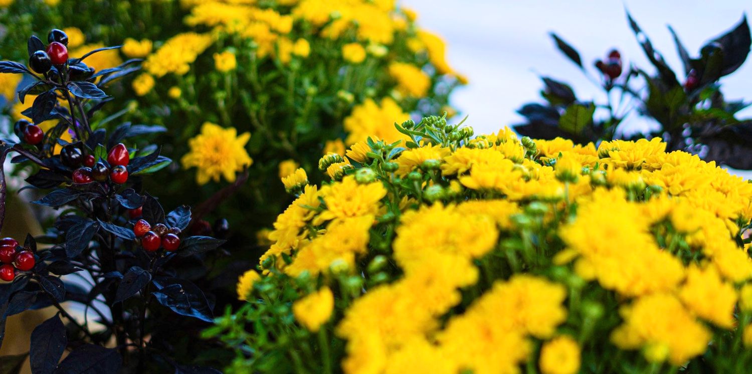 A photo of bright yellow flowers with some red berries behind them.