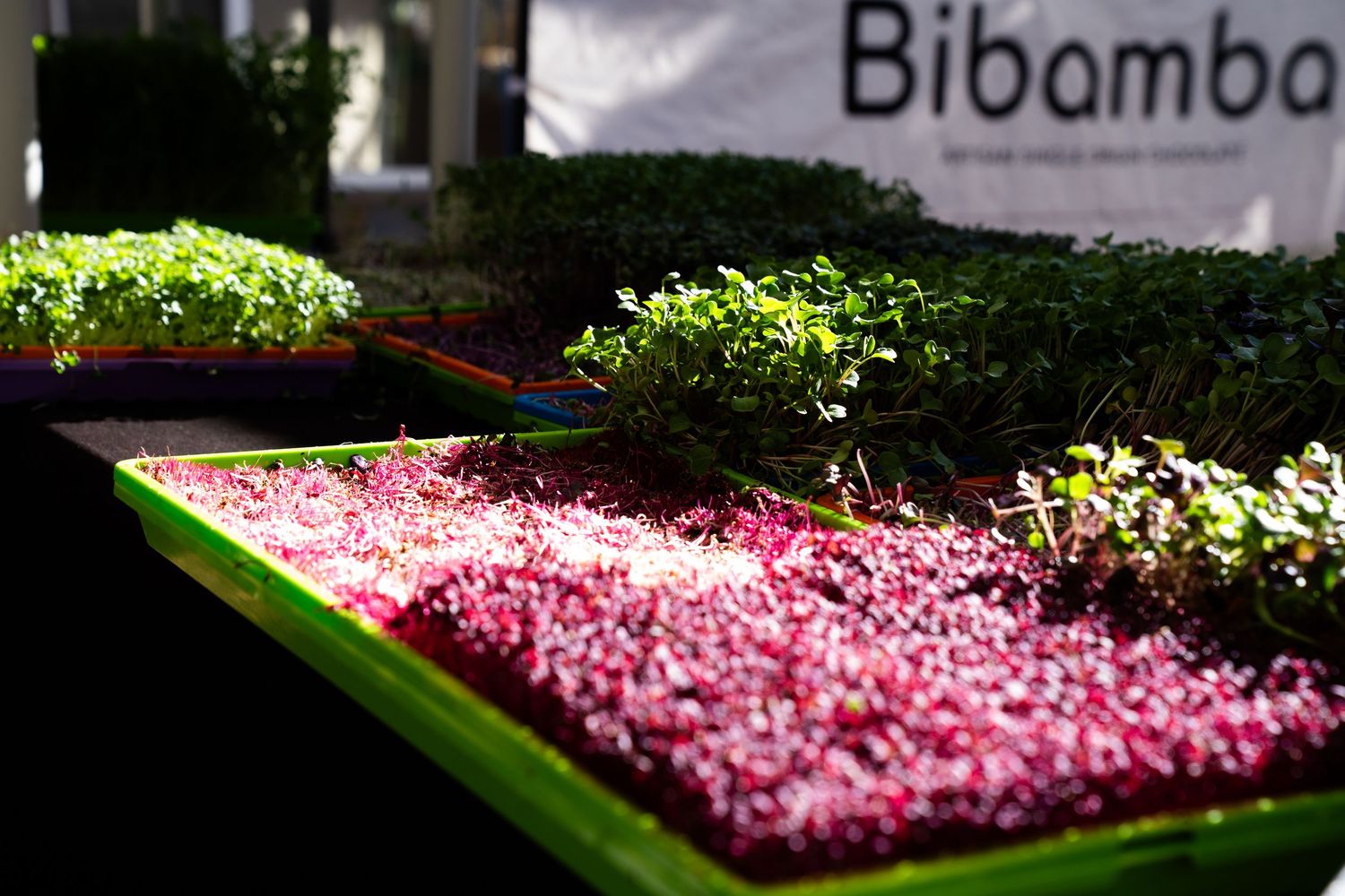 Fresh purple and green microgreens at Boulder Farmers Market, locally grown Colorado produce.