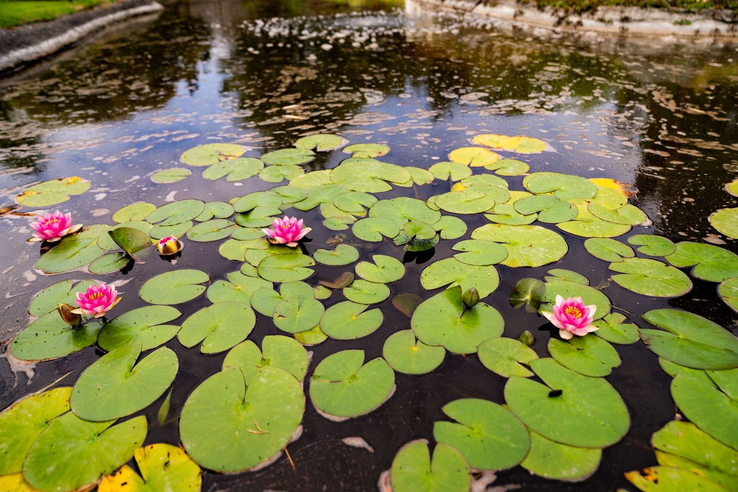 Pink water lilies bloom among green lily pads floating on a calm pond.
