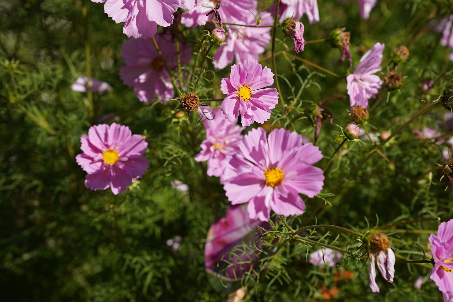 Pink cosmos flowers with yellow centers blooming among green feathery foliage in a sunny garden.