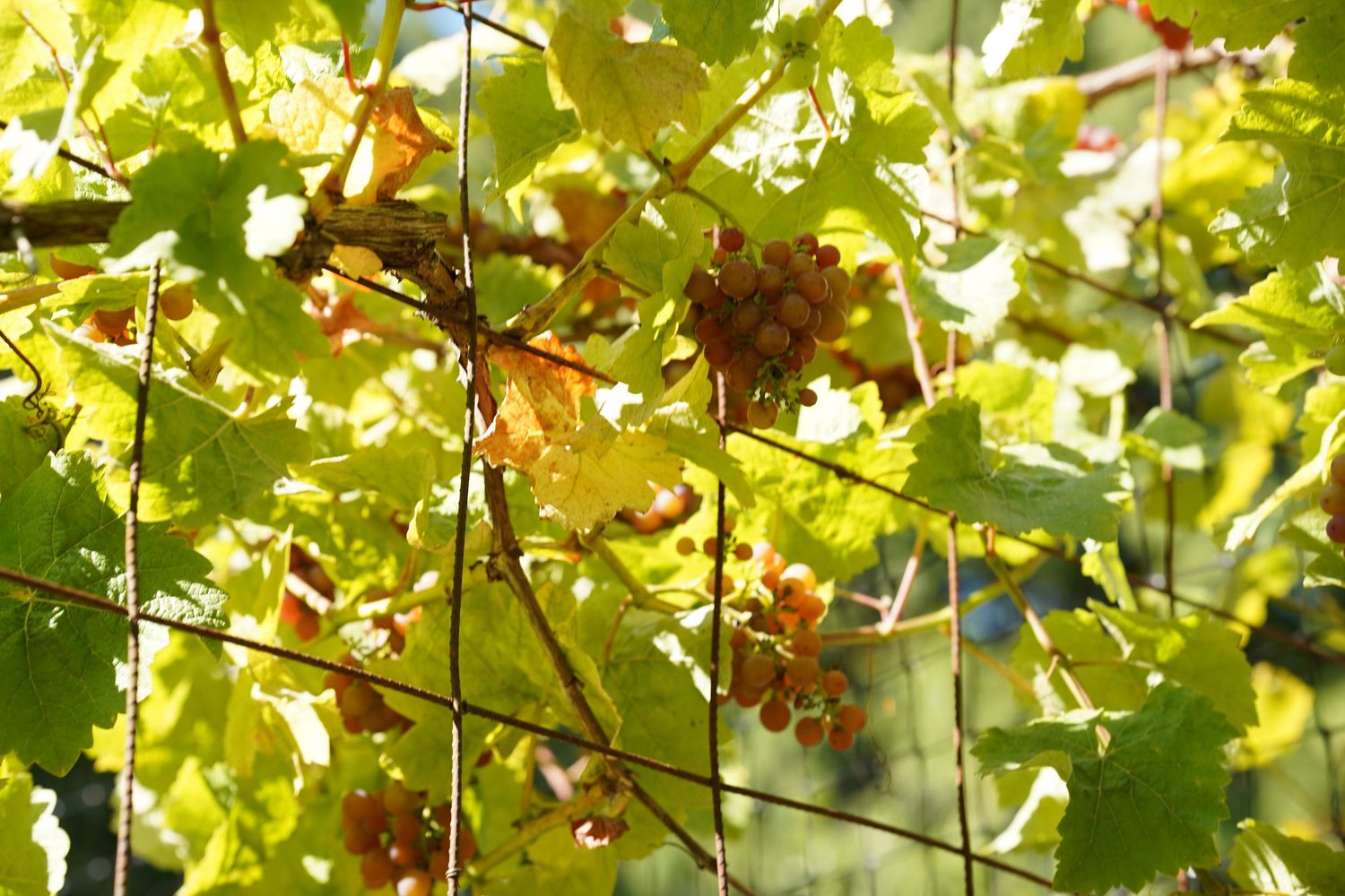 Sunlit grapevine with clusters of ripening grapes and green leaves growing through a wire trellis fence.