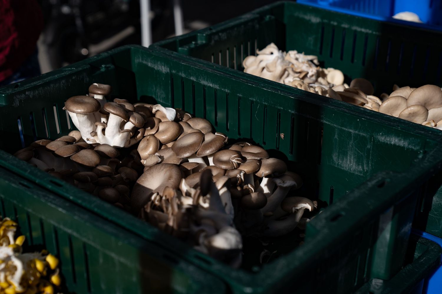 Fresh Hazel Dell mushrooms with white stems and brown-grey caps displayed at Boulder Farmers Market, locally grown Colorado produce.