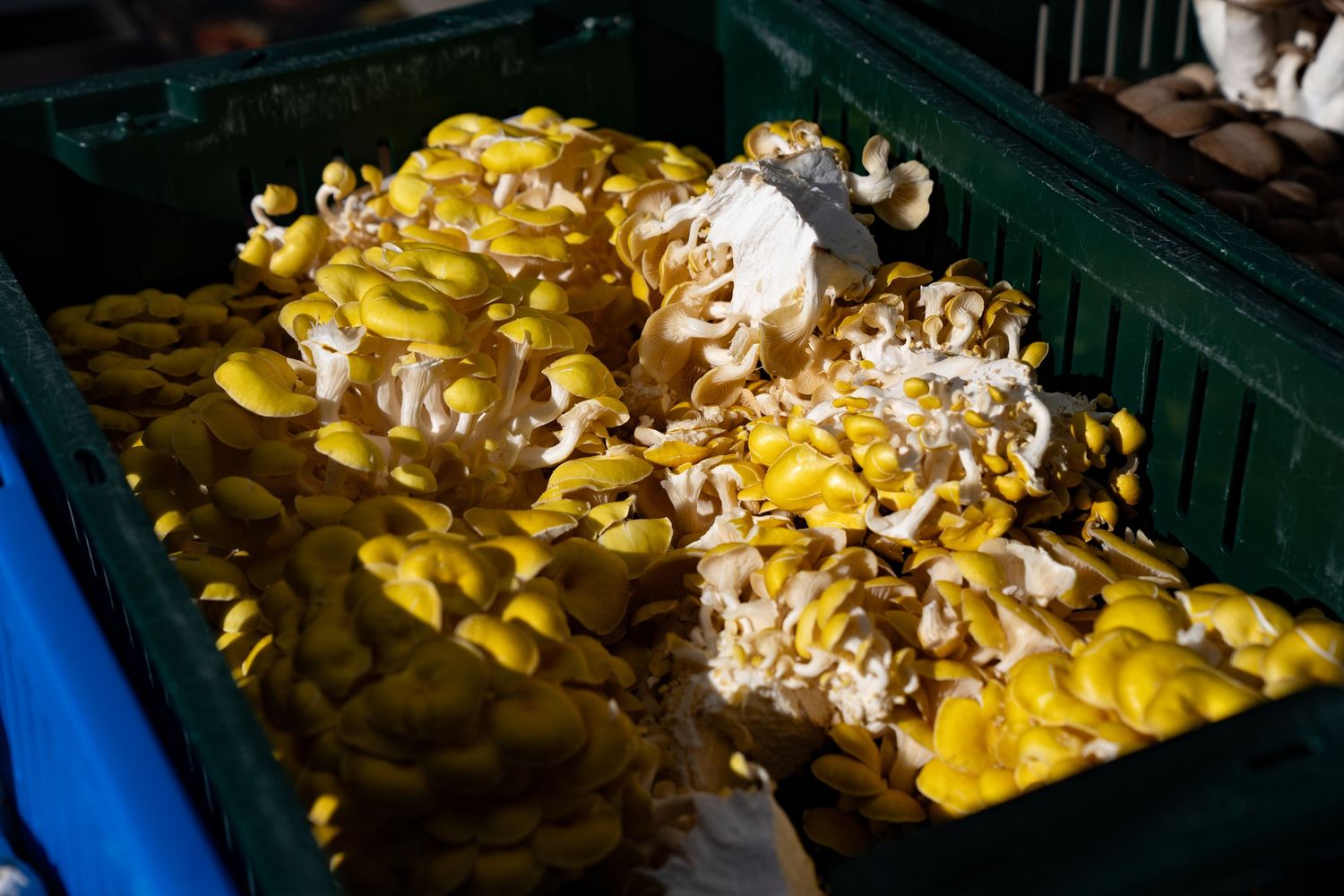 Bright yellow mushrooms with white fuzzy stems from Hazel Dell displayed at Boulder Farmers Market, fresh locally grown Colorado produce.