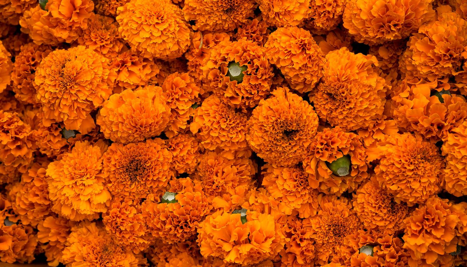 A vibrant cluster of bright orange marigold flowers in full bloom, creating a dense, colorful floral display.