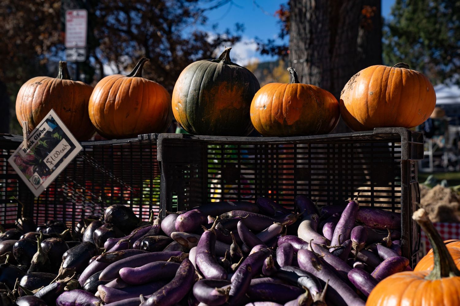 Colorful pumpkins and purple squash displayed at Boulder Farmers Market, showcasing local Colorado produce